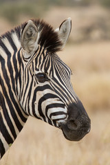 Naklejka premium Zebra portrait in nature lovely detail soft light