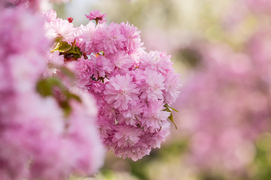 pink flowers of sakura branches above grass