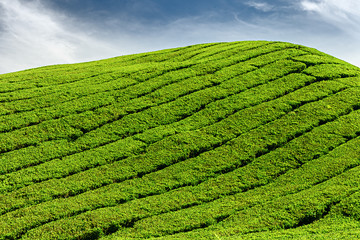 Plantation landscape, Cameron Highlands