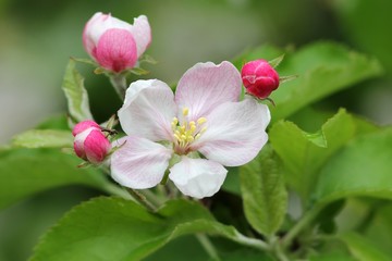 Naklejka na ściany i meble apfelblüten mit kleiner fliege / apple blossoms with small fly