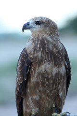 eagle eye