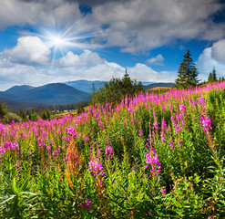 Obraz premium Beautiful summer landscape in the mountains with pink flowers