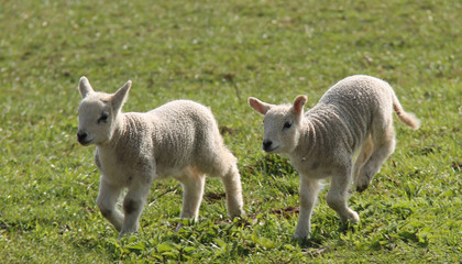 Obraz premium Two Newly Born Lambs Running in a Meadow.