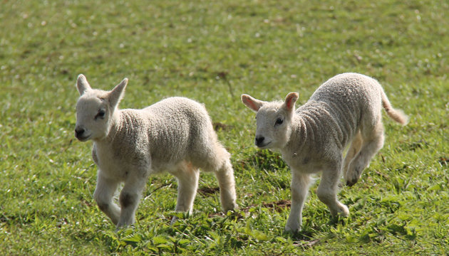 Two Newly Born Lambs Running in a Meadow.
