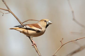 Grosbeak - Coccothraustes coccothrautes on a branch