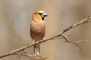Grosbeak - Coccothraustes coccothrautes on a branch