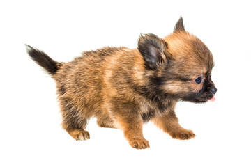 Chihuahua puppy