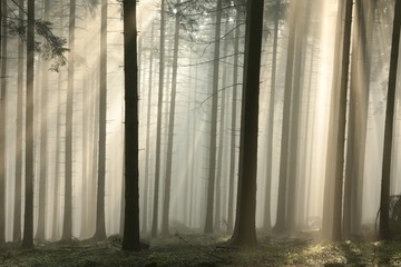 Sun rays pass through trees in a coniferous forest