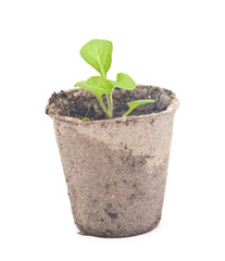 Peat pots with soil and a plant petunia.