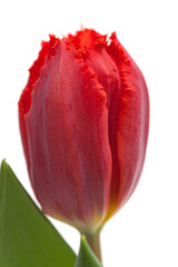 dark red tulip