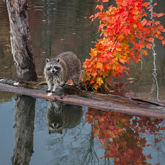 Raccoon (Procyon lotor) Stands on Logs in Pond