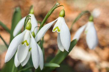 Snowdrops