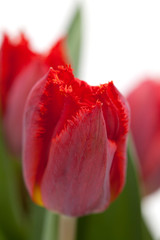 dark red tulip