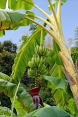 Régime de Bananes