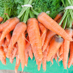 Fresh garden carrots