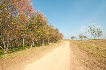 Rural road through green fields with mountain and blue sky, Thai