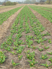 rows of unopened tulips in a bulb field