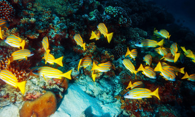 Marine life background
