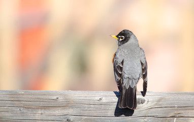 American robin back view