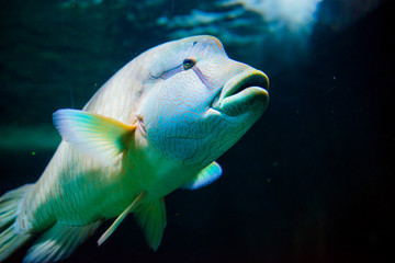 Napoleonfish - 63394307
