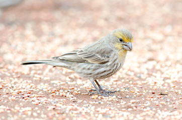 House finch (Yellow variant)