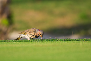 Northern Flicker (Colaptes auratus)