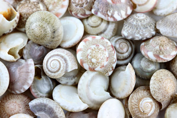 macro of sea shells.