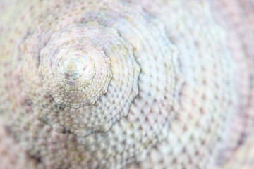 macro of sea shells isolated.