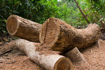 Chopped trees