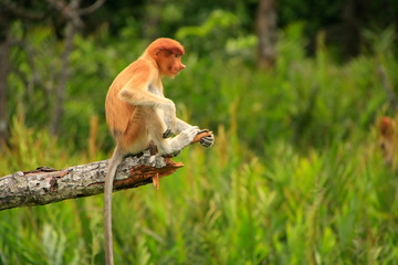 Naklejka premium Young Proboscis monkey sitting on a tree, Borneo, Malaysia