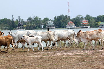 many cows are walking in farm.