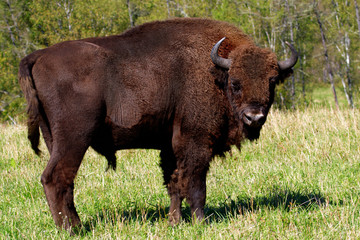 wild bison