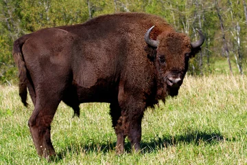Papier Peint photo autocollant Bison bison sauvage