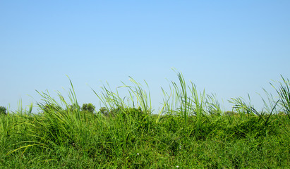 Fototapeta premium Typha angustifolia papyrus