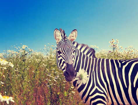 Zebra with a camomile ,with a retro effect