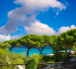Pine Trees with ocean background, blue sky over Corsica coastlin