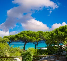 Papier Peint photo autocollant Plage de Palombaggia, Corse Pine Trees with ocean background, blue sky over Corsica coastlin