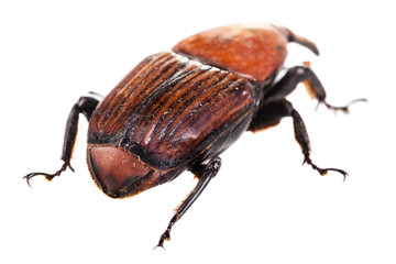 Behind a red weevil