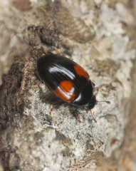 Tritoma bipustulata on wood
