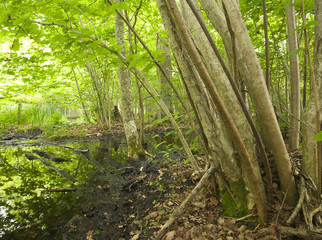 Obraz premium Hazel in sunlit untouched forest