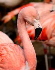 Naklejka premium Chilean Flamingo (Phoenicopterus chilensis)
