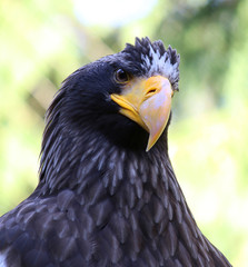 Steller's sea eagle closeup portrait stellers seaeagle