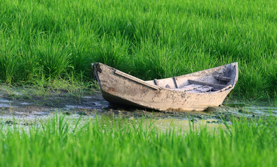 Old wooden boat in a paddy field