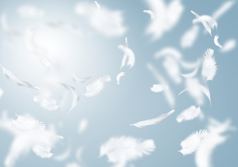 White feathers - obrazy, fototapety, plakaty