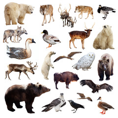 Set of european animals. Isolated over white