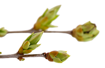 Leaf bud isolated on white