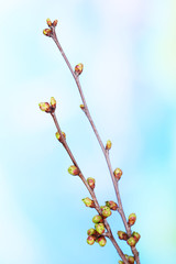 Leaf bud on bright background