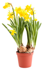 Beautiful flowers isolated on white