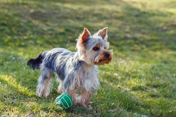 Cute small yorkshire terrier