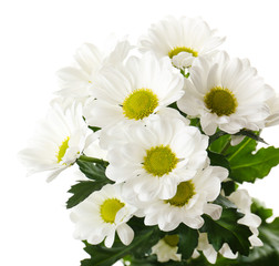 Fototapeta na wymiar Beautiful chrysanthemum flowers isolated on white